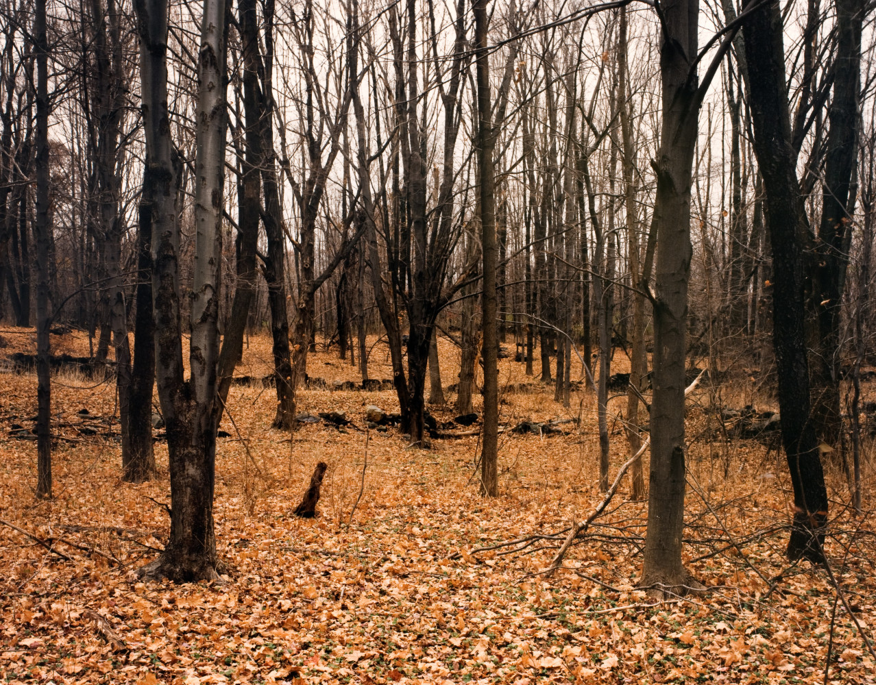 Joel Sternfeld, ‘Forest Behind Park-and-Ride Area, Interstate 84, Patterson, New York 1995’, C-Print