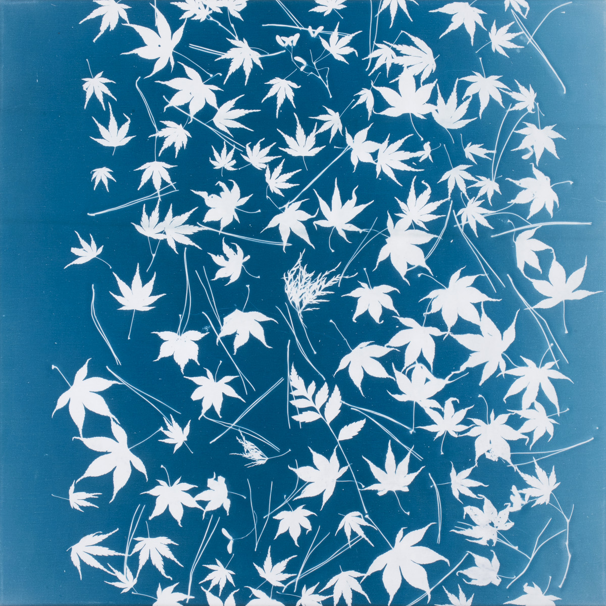 Véronique Arnold, ‘Écriture lumineuse’, 2019, Cyanotype on canvas
